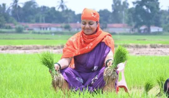 छत्तीसगढ़ - शोसल मीडिया में कुर्शी पर बैठकर धान रोपाई की तश्वीर डालते हो ट्रोल हुई मंत्री लक्ष्मी राजवाड़े