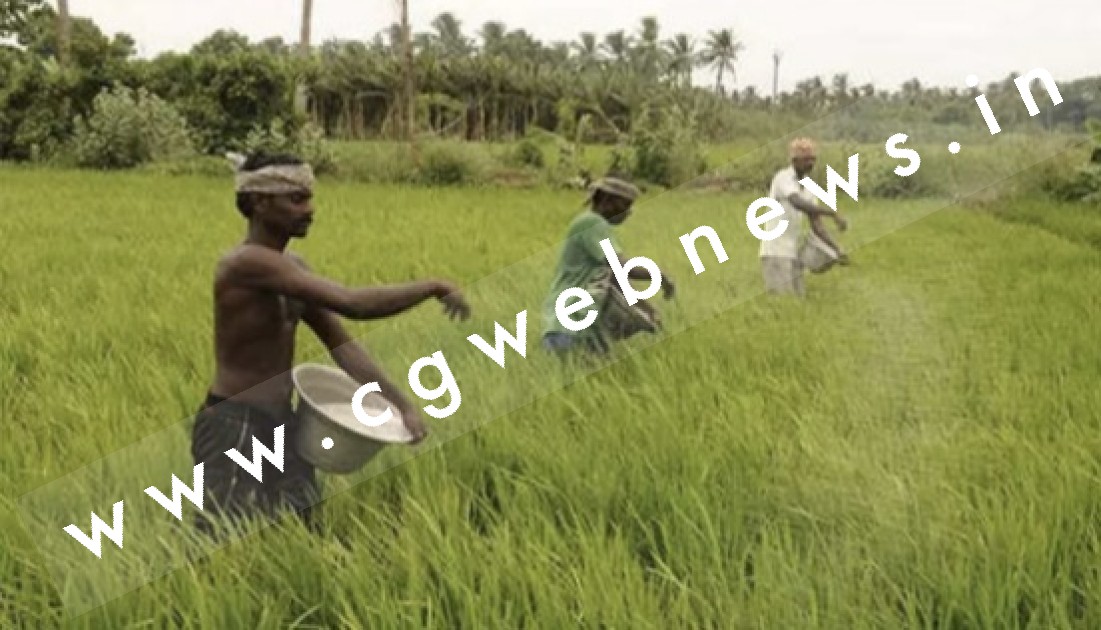 कोरबा जिले के किसानों से उप संचालक कृषि ने की यह अपील , पढ़े पूरी खबर