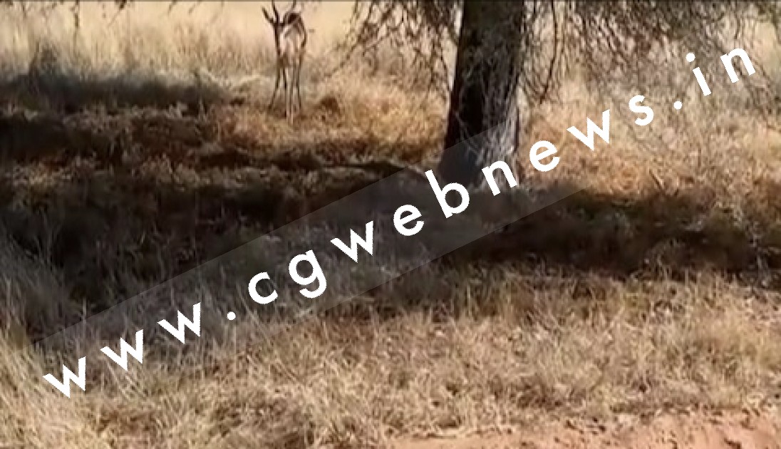 सक्ती में शिकारी बने शिकार , एक शिकारी पँहुचा उपर और तीन गए जेल के अंदर 