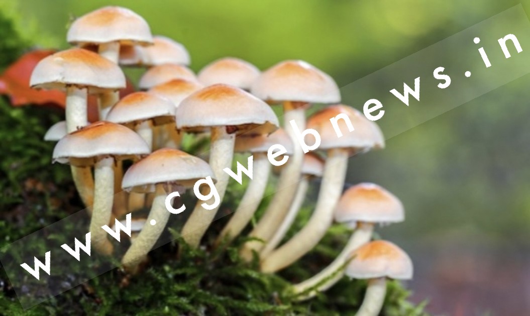 मशरूम की सब्जी खाने से बिगड़ी तबीयत , दो बेटों के साथ पिता को किया गया हॉस्पिटल में भर्ती