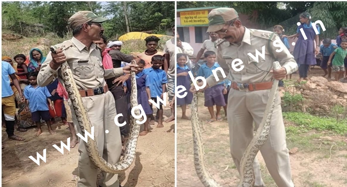 छत्तीसगढ़ - स्‍कूल कैंपस की झाड़ियों में छिपा था मुर्गा चोर , वन विभाग ने घंटो की मसक्कत के बाद निकाला बाहर