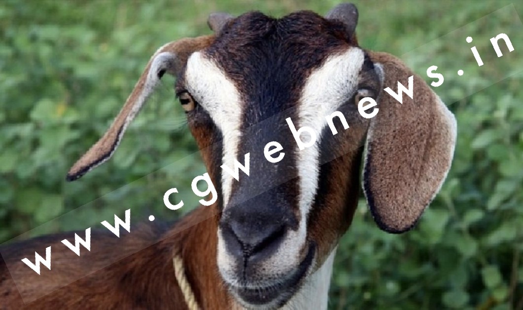 बकरीद में कुर्बानी के लिए रखा बकरा हुआ चोरी , थाने में नही लिखी गई रिपोर्ट , उसके बाद हुआ यह