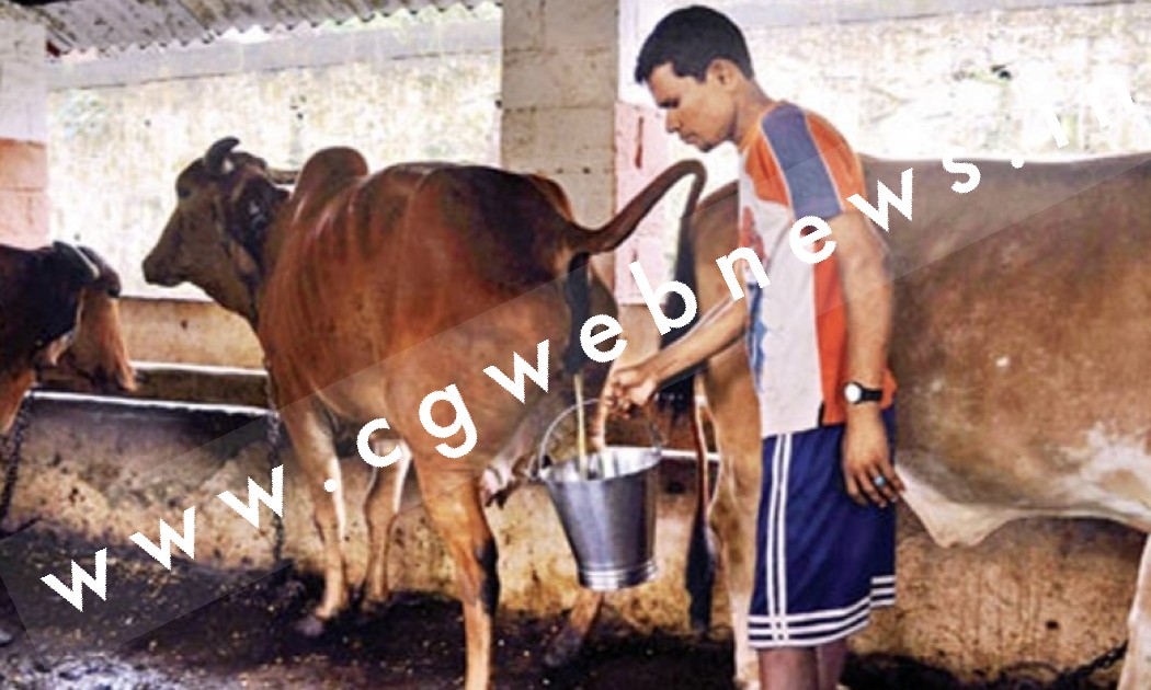 छत्तीसगढ़ में गौमूत्र को खरीदने के लिए आदेश जारी , देखे नियम और शर्ते