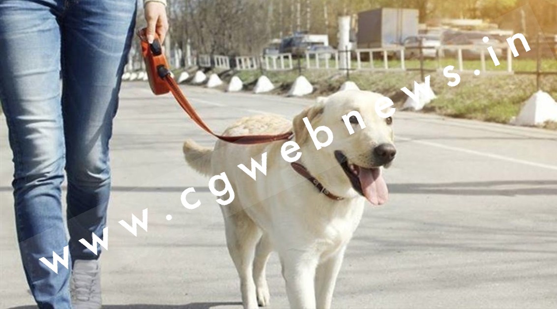 पालतू बिल्ली या कुत्ते ने काटा तो मालिक देगा होगा जुर्माना, पालतू जानवरों के लिए नए नियम लागू
