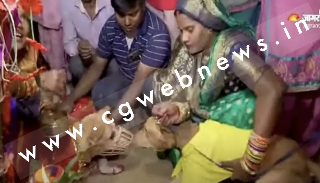 कुत्ते की अनोखी शादी , हल्दी रस्म से लेकर सभी रीति रिवाजों को किया गया पूरा , कुत्ते के मालिकों ने कही यह बात