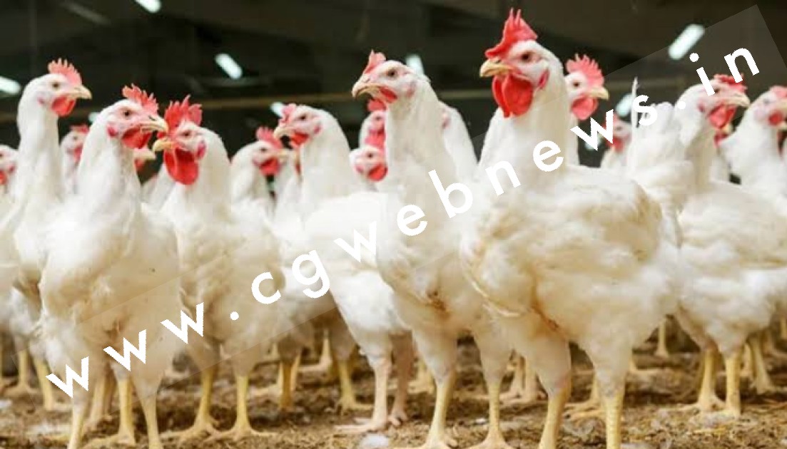 पोल्ट्रीफार्म से 55 मुर्गा चोरी , पुलिस मुर्गा चोरो की तलाश में जुटी , पोल्ट्रीफार्म के संचालक ने कही यह बात