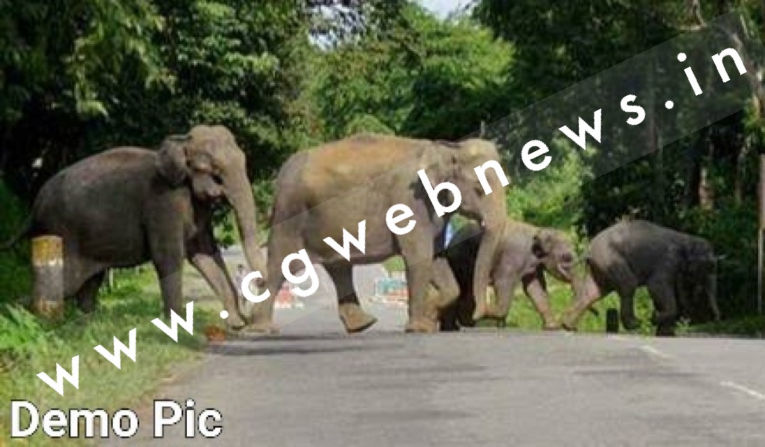 सावधान , सक्ती के रिहायसी इलाके में घुसा 12 हाथियों का दल , इस जगह पर डाले हुए है डेरा , देखे VIDEO