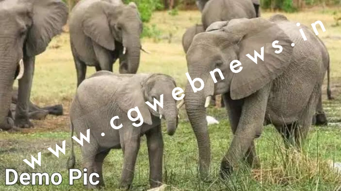 सक्ती - हाथियों के झुंड के मामले में BIG UPDATE , हाथियों का दल बिछड़ा , रेलवे ट्रैक पार कर यहाँ डाला है डेरा