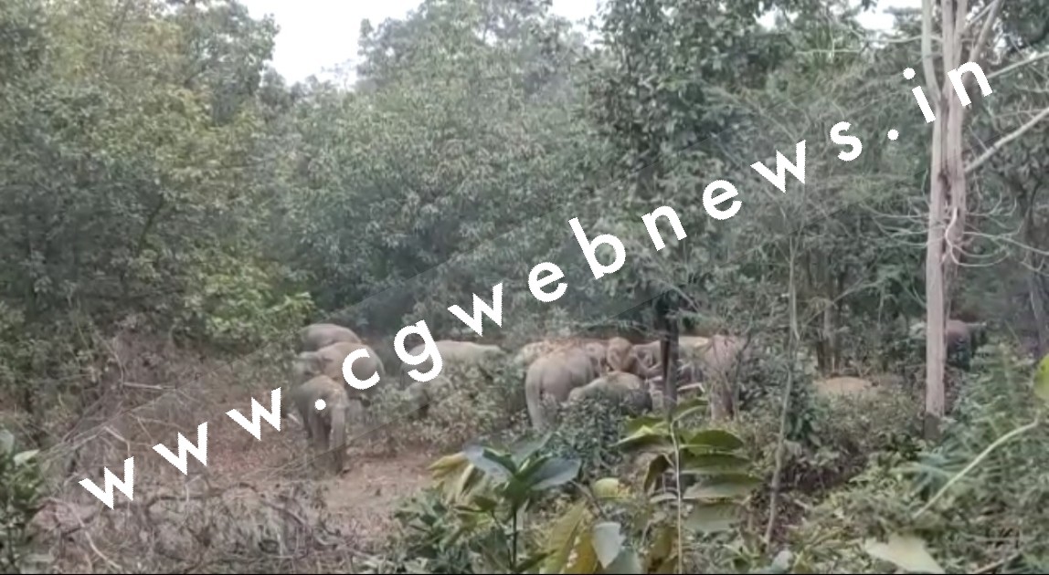सक्ती - हाथियों के झुंड को लेकर ताजा अपडेट , जाने कँहा है हाथियों का दल , देखे लेटेस्ट VIDEO