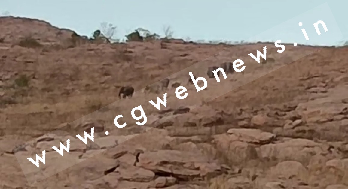 सक्ती में किस रास्ते से आया हाथियों का झुण्ड , देखे हाथियों के शहर में आने का EXCLUSIVE वीडियो