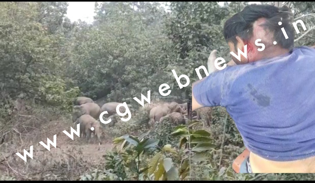सक्ती - हाथियों का झुंड हुआ आक्रामक , दो युवकों को कुचला , एक की मौत और दूसरे की हालत गंभीर