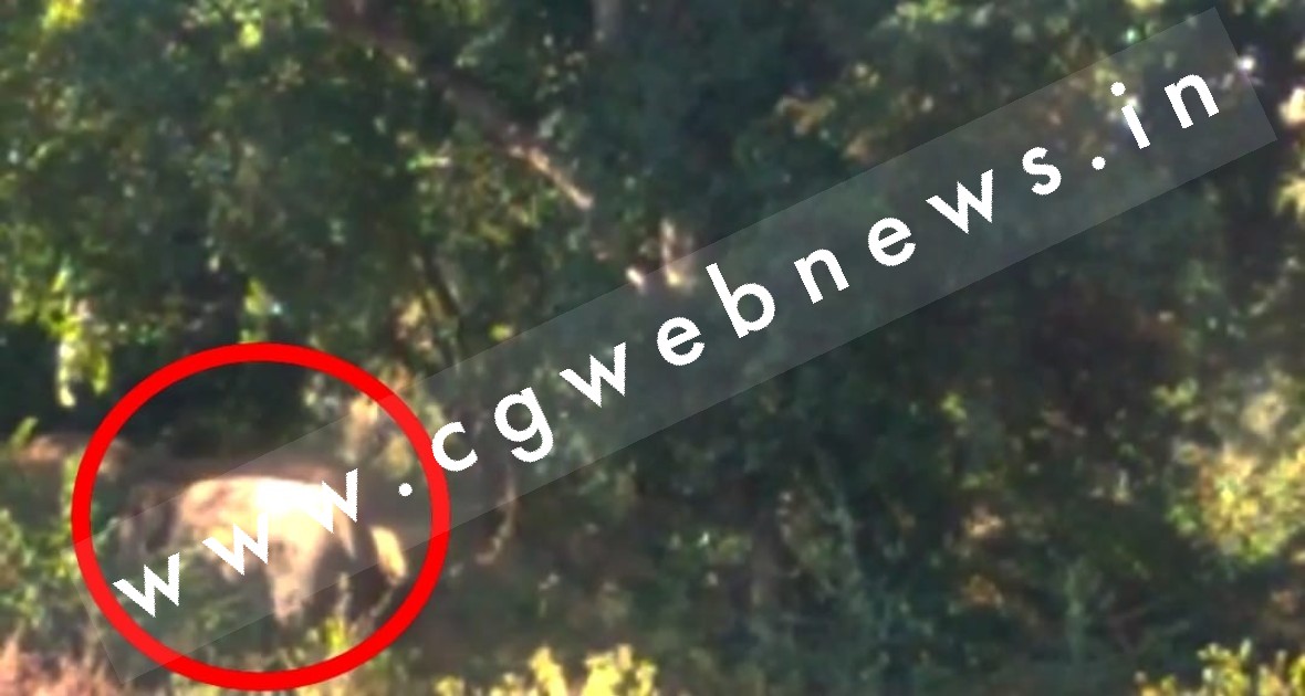 सक्ती - हाथियों के झुण्ड को लेकर BIG UPDATE , जाने इस वक्त कँहा मौजूद है हाथियों का दल