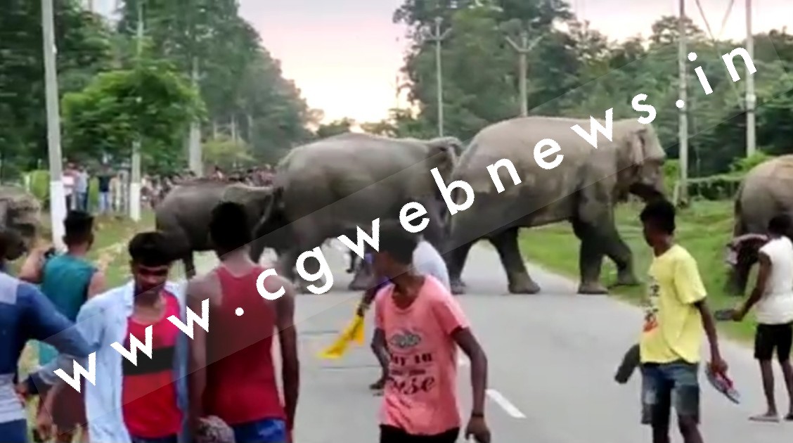 सक्ती - देखे सड़क पार करते हुए हाथियों के झुण्ड का EXCLUSIVE VIDEO , और जाने कँहा मौजूद है दंतैलो का दल