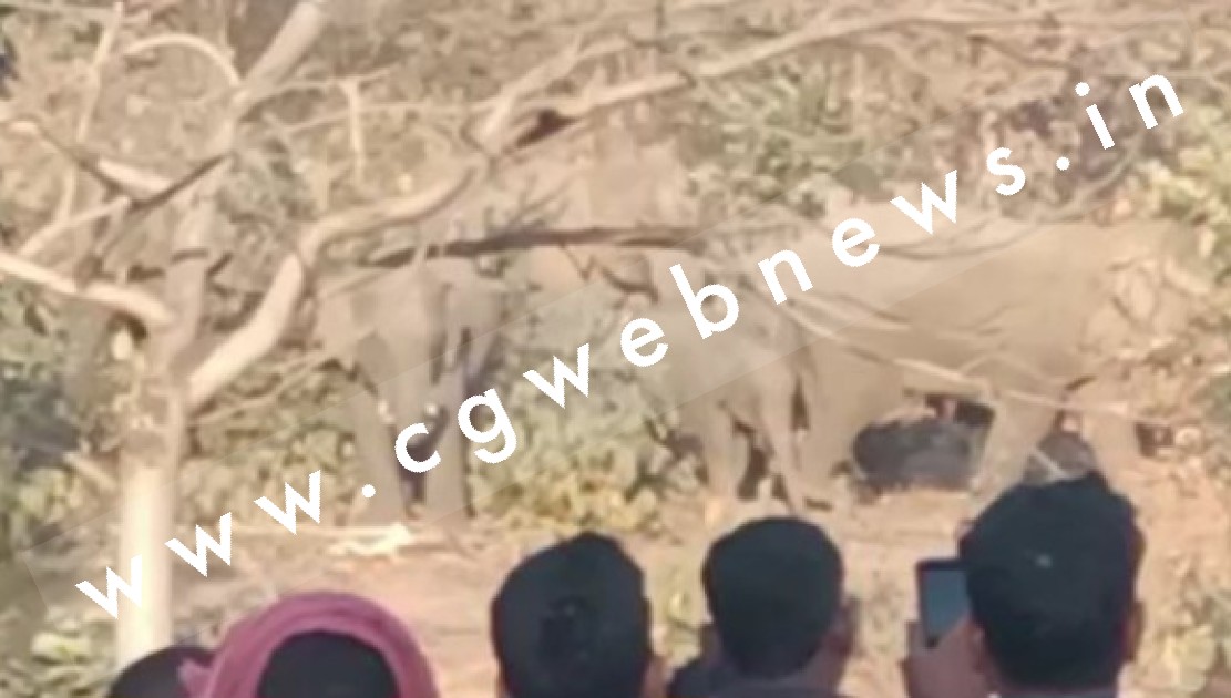 हाथियों के दल को लेकर BIG UPDATE , अब यँहा डेरा जमाया हुआ है दंतैलो का झुण्ड , लोग दहशत में