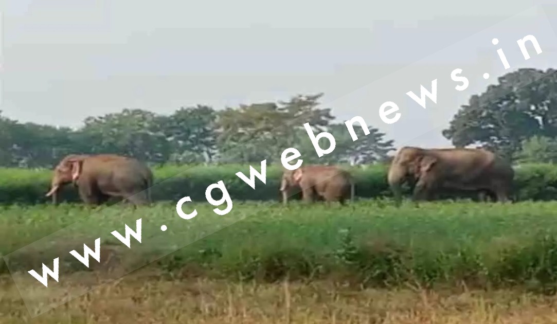 बड़ी खबर , हाथियों का झुण्ड सक्ती में एक बार फिर से दे सकता है दस्तक , जिस रास्ते से आये थे उसी से लौट रहे है वापस 