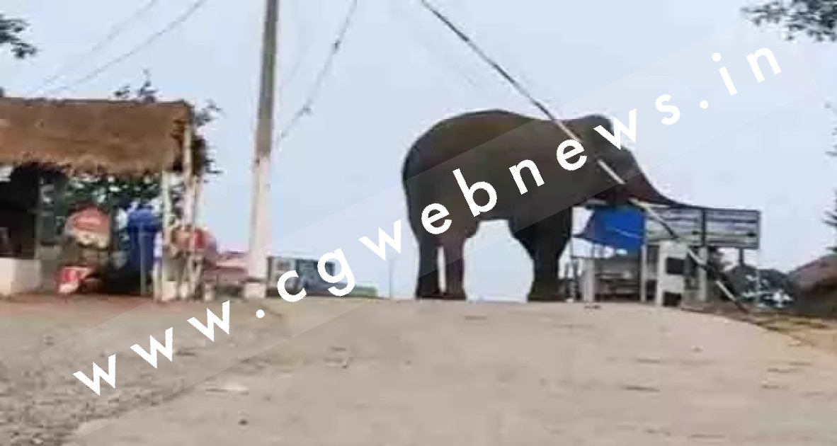 शादी में बज रहे DJ की तेज आवाज से भड़क कर हाथी ने मचाया उत्पात , जान बचा कर भागे लोग