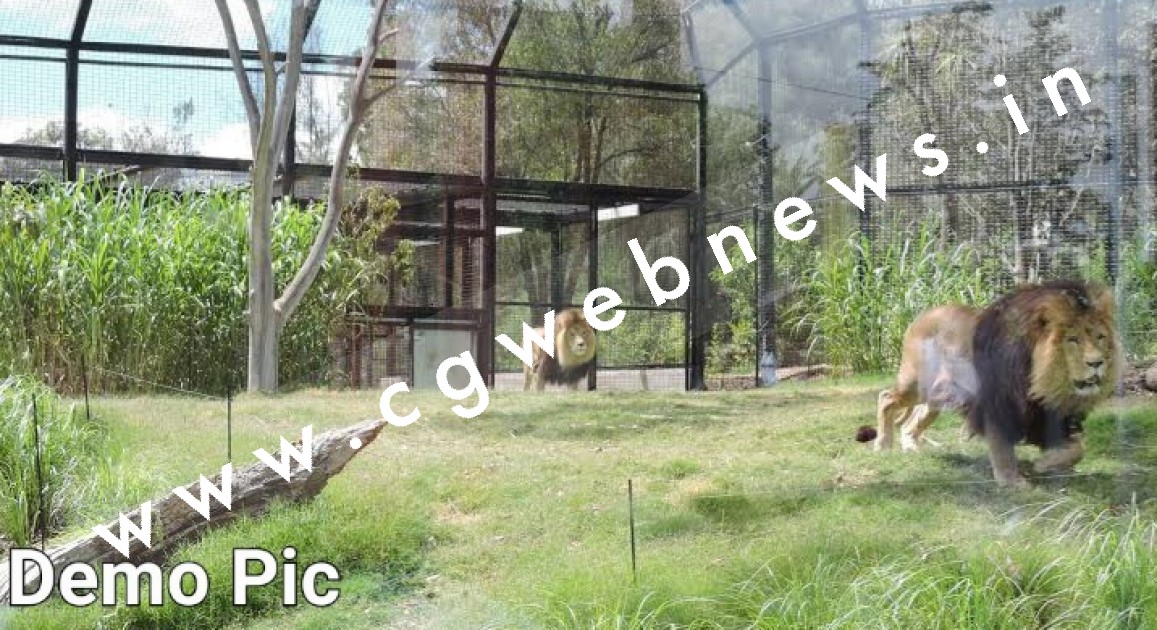 कानन पेंडारी जू में शेर के बाड़े में कूदा युवक , युवक को देख कर शेर आने लगा नजदीक , उसके बाद हुआ यह