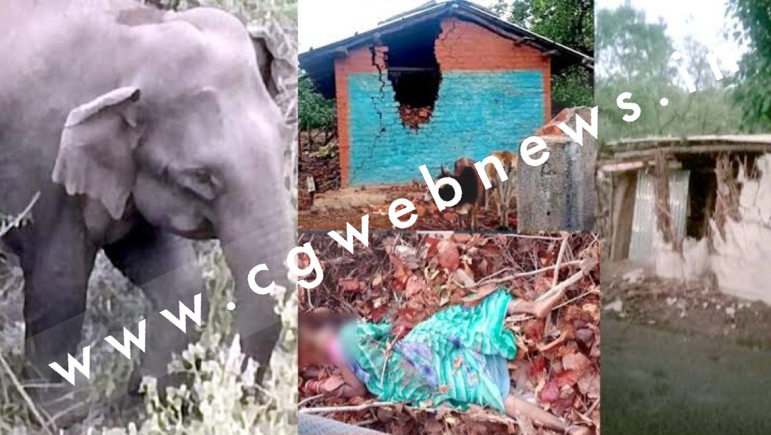 छत्तीसगढ़ - जंगल से भटके हाथियों का उत्पाद जारी , तीन दर्जन से अधिक घरों को तोड़ा , एक की मौत