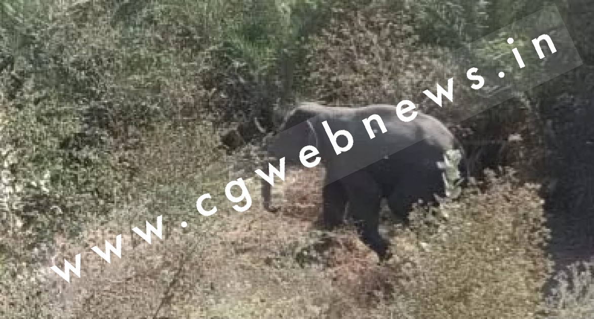 हाथियों का आतंक जारी , दंतैलो ने 4 लोगों को कुचल कर उतारा मौत के घाट , तीन दिनों में 11 की ली जान