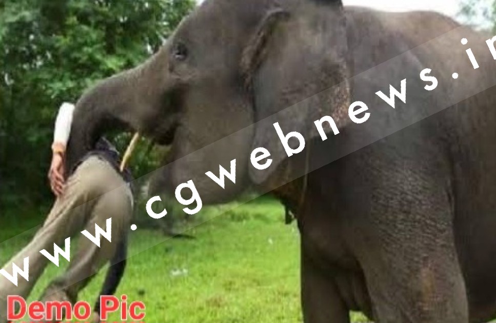 छत्तीसगढ़ - हाथी ने रिहायसी इलाके में की वापसी , एक युवक को उतारा मौत के घाट , क्षेत्र में दहशत का माहौल