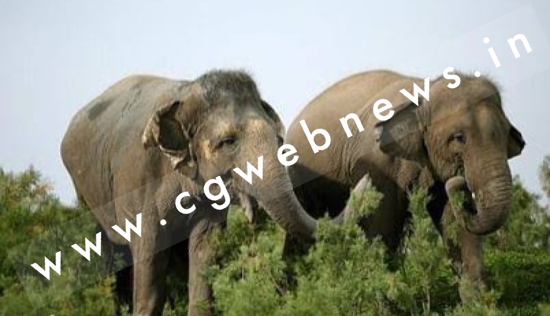 छत्तीसगढ़ में जारी है दंतैलो का आतंक , कुचल कर एक महिला की ली जान , ग्रामीणों में दहशत का माहौल