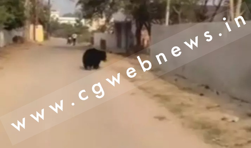 छत्तीसगढ़ -  पहले हाथियों का तांडव फिर बाघ का आतंक और अब भालू की दहशत , आखिर ये हो क्या रहा है