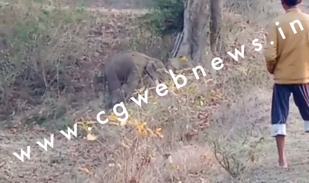 छत्तीसगढ़ - झुण्ड से बिछड़ कर गांव पहुँचा हाथी का शावक , शावक को तलाश करते हुए कभी भी गाँव पहुँच सकता है दल