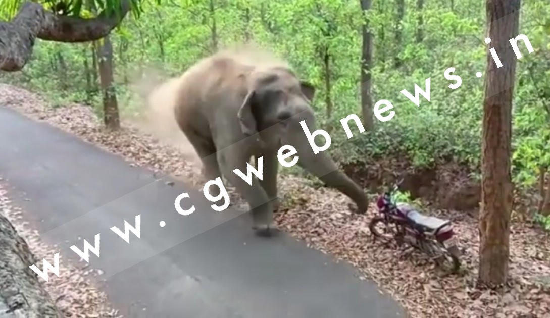 छत्तीसगढ़ - आक्रामक हुआ हाथी , वनकर्मी ने भाग कर बचाई जान , वनकर्मी की बाईक हुआ चकनाचूर 