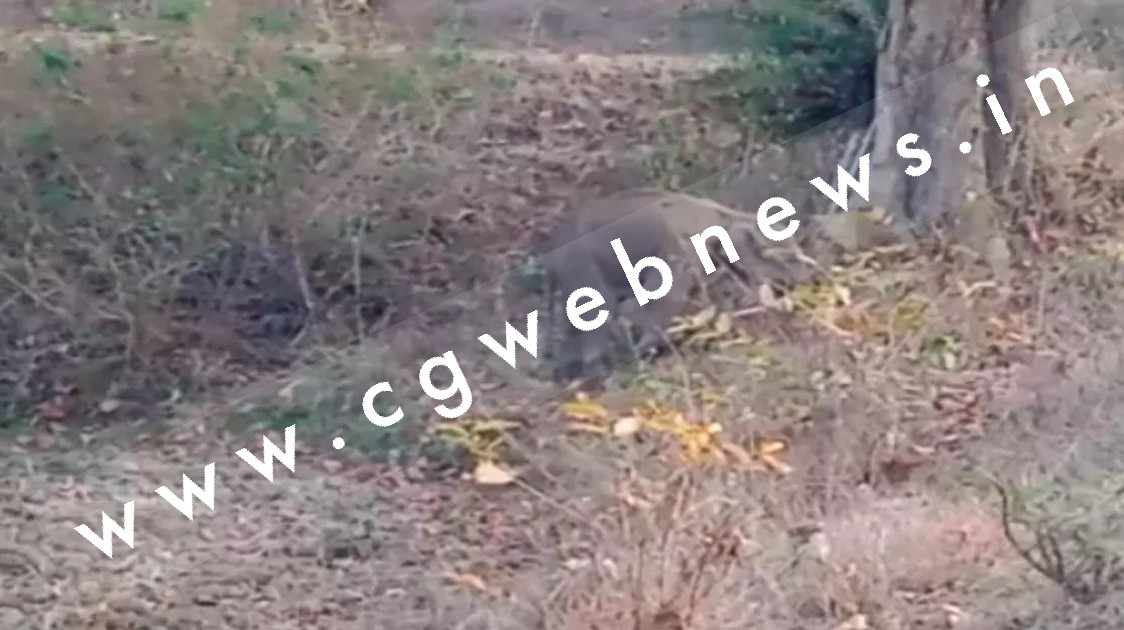 छत्तीसगढ़ - दल से बिछड़ कर गाँव पँहुचे हाथी के शावक की मौत , वन विभाग ने मौत के पीछे बताई यह वजह