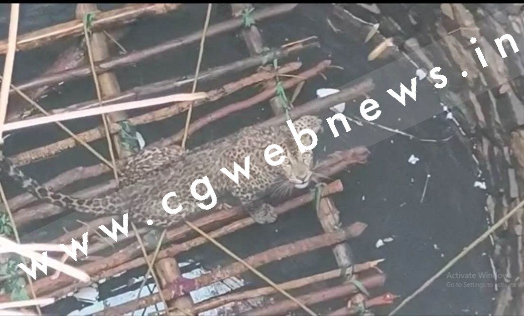 छत्तीसगढ़ - शिकार करने गांव में घुसा तेंदुआ कुएं में गिरा , वन विभाग ने शुरू किया रेस्क्यू आपरेशन