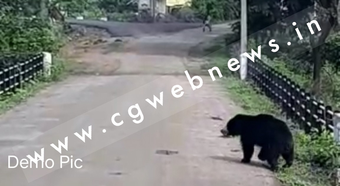 छत्तीसगढ़ - लकड़ी लेने जंगल गए ग्रामीण पर भालू ने किया हमला , गंभीर हालत में हॉस्पिटल में भर्ती