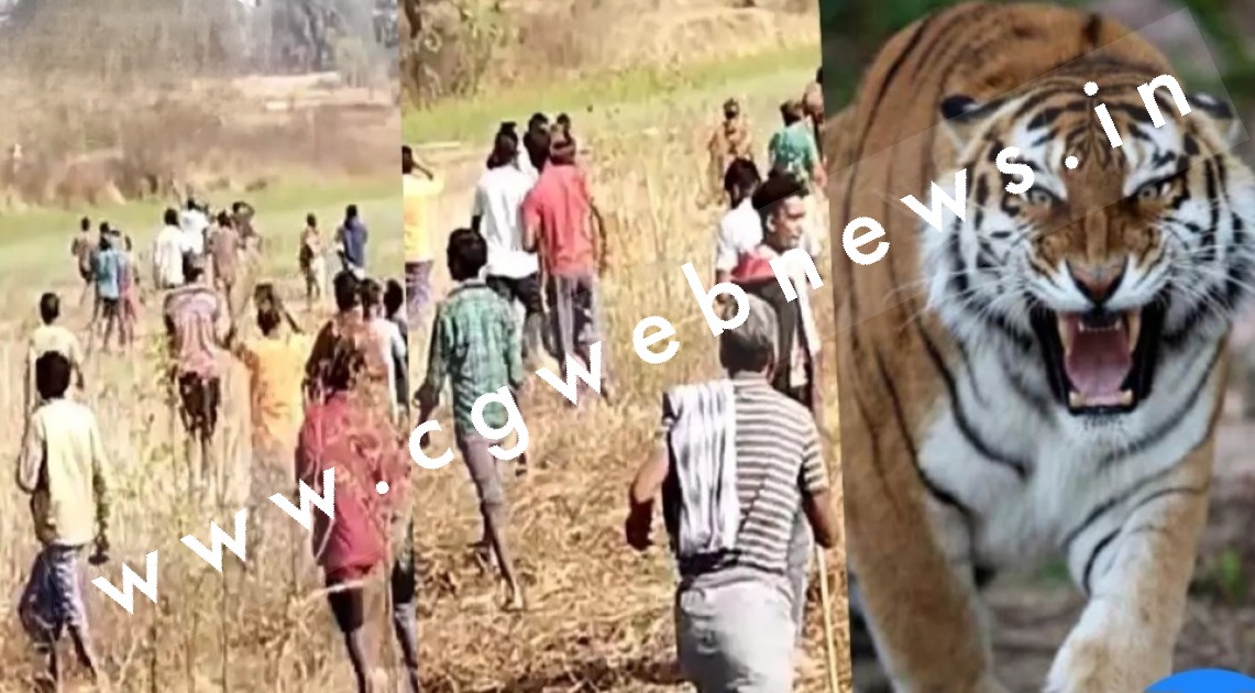 छत्तीसगढ़ - पिंजरे में कैद हुआ तीन लोगों पर जानलेवा हमला करने वाला आदमखोर