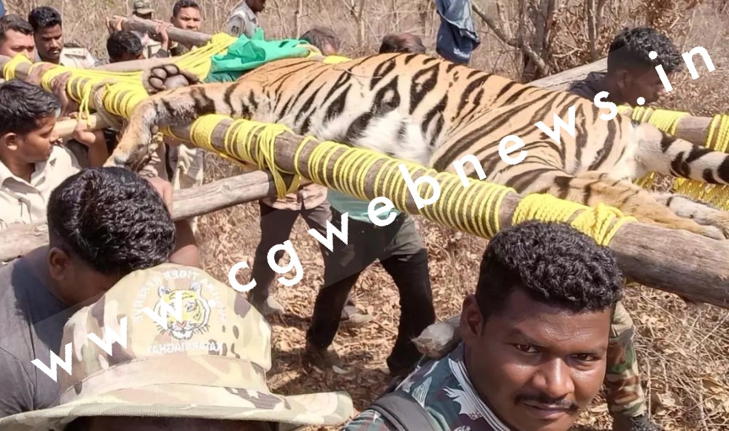 छत्तीसगढ़ - बेहोश हुआ दो लोगो को मौत की नींद सुलाने वाला आदमखोर , अब जंगल सफारी ले जाने की तैयारी