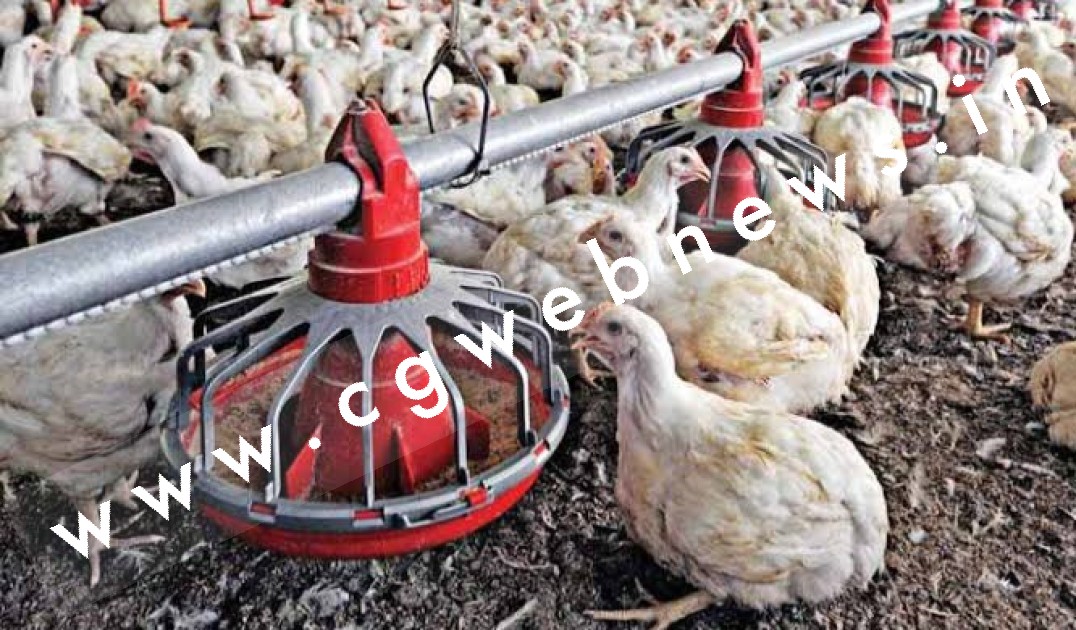 छत्तीसगढ़ - पोल्ट्रीफार्म से 860 मुर्गी और एक टन से अधिक मुर्गी का दाना गायब , पुलिस जाँच में जुटी