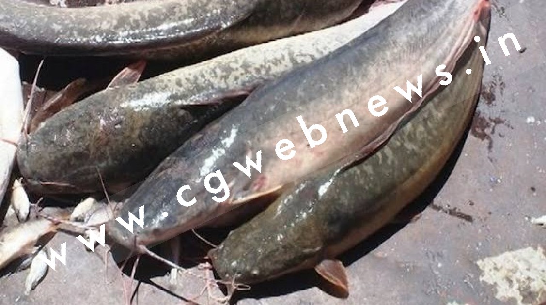 छत्तीसगढ़ में इन मछलियों पर लगा प्रतिबंध , पालते हुए पाए गए तो होगी जेल और 10 हजार रूपए का जुर्माना