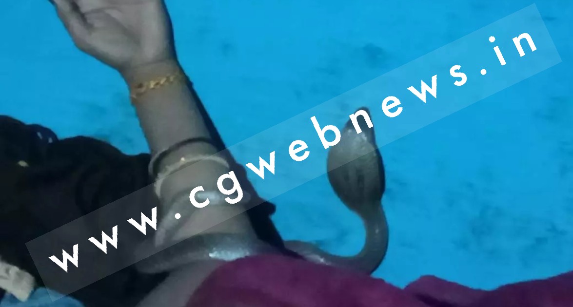 छत्तीसगढ़ - महिला के हाथ में लिपटा किंग कोबरा , समझदारी से महिला ने बचाई अपनी जान