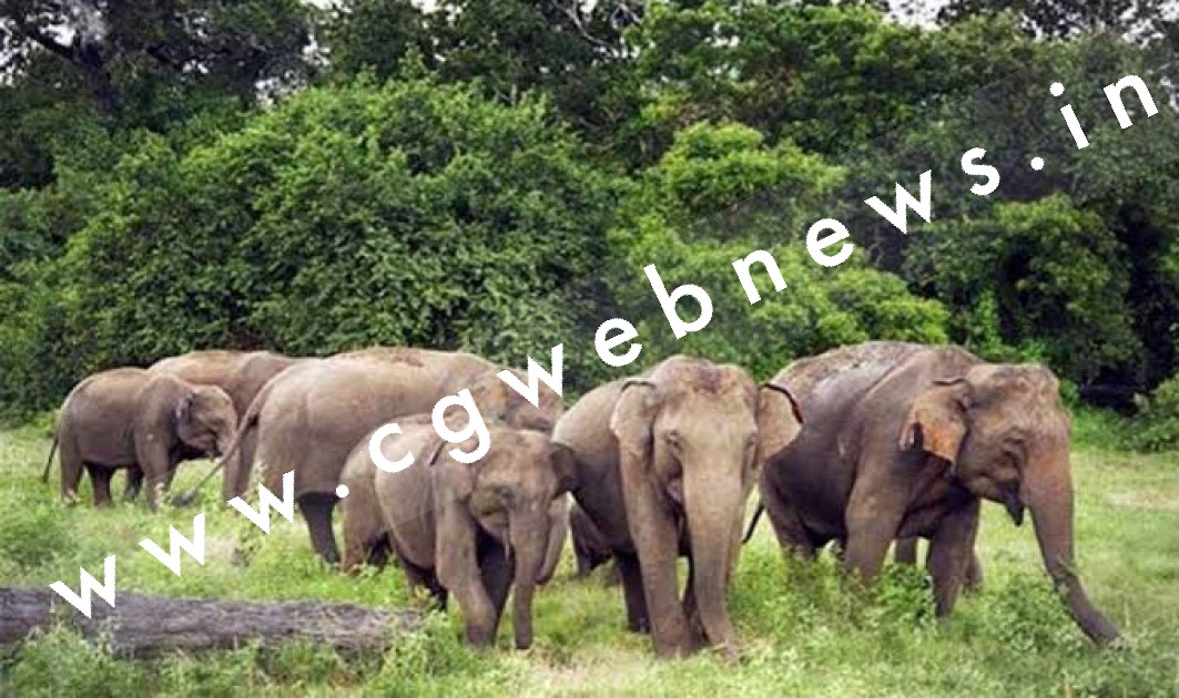 एक बार फिर भटका हाथियों का दल , जंगल के रास्ते सक्ती में कर सकता है प्रवेश , वन विभाग अलर्ट