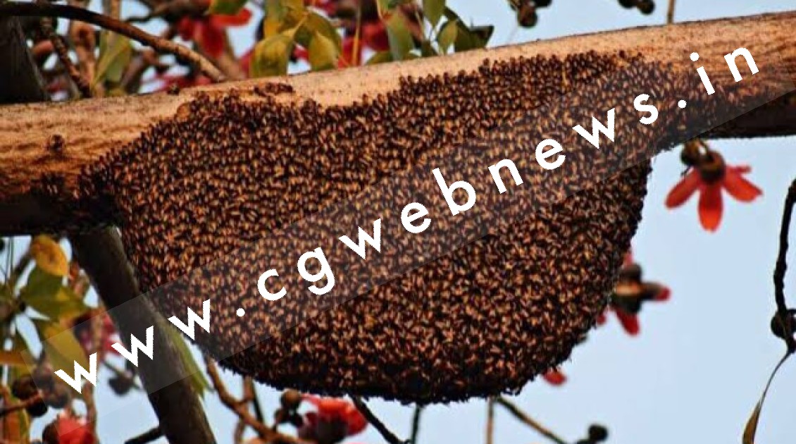 छत्तीसगढ़ - शादी समारोह में मधुमक्खीयो का हमला , 12 लोग घायल , सभी का ईलाज जारी