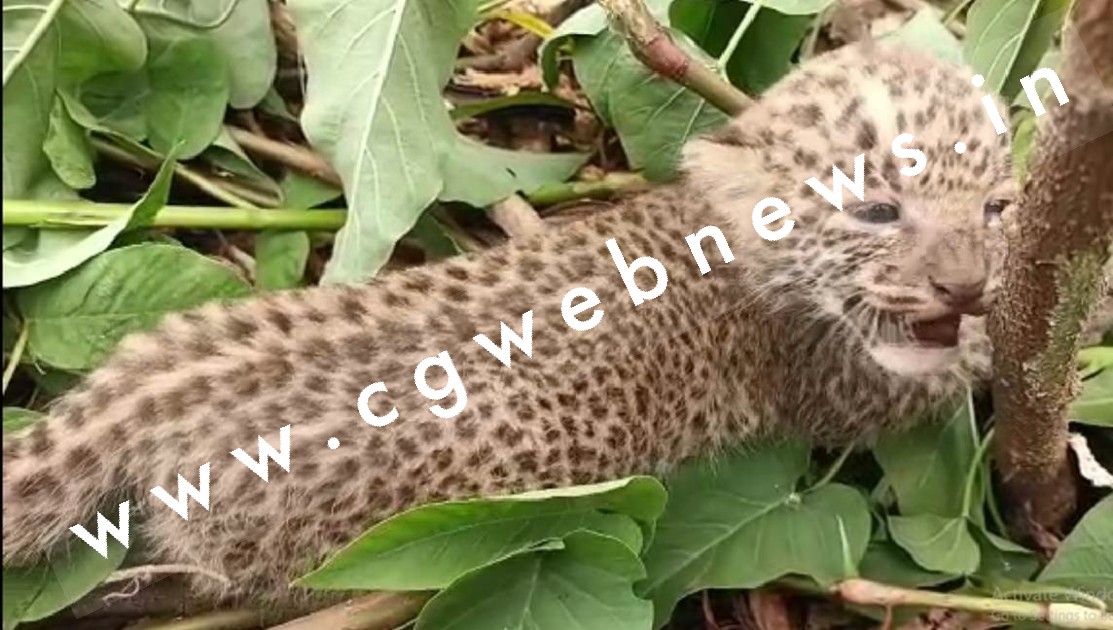 छत्तीसगढ़ - इस जिले में मिला तेंदुए का शावक , मादा तेंदुआ के आसपास होने की आशंका , वन विभाग ने जारी किया अलर्ट