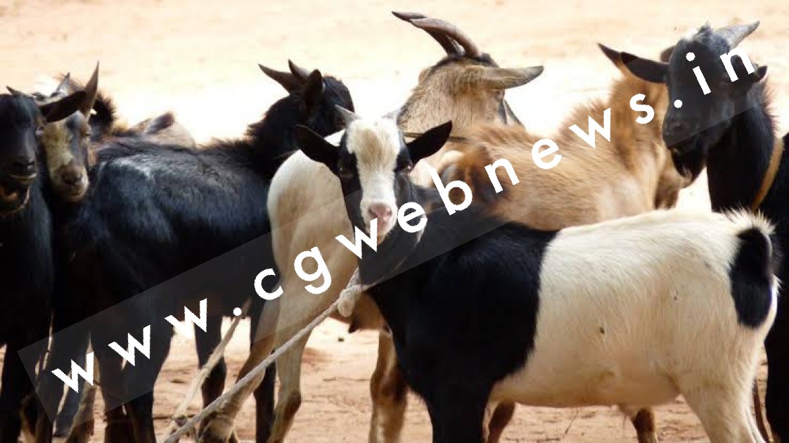 छत्तीसगढ़ - सावधान क्षेत्र में बकरा चोर गिरोह है सक्रिय , जो कर देते है पलक झपकते ही बकरियों को पार
