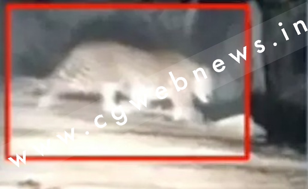 छत्तीसगढ़ - बाईपास रोड में एक बार फिर नजर आया तेंदुआ , वन विभाग अलर्ट मोड पर