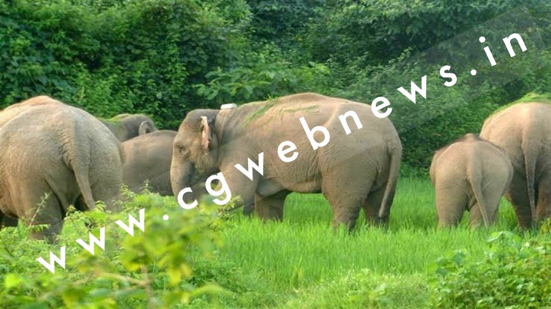 सक्ती के पड़ोसी जिले में फिर पँहुचा 30 हाथियों का झुंड , वन विभाग अलर्ट मोड पर