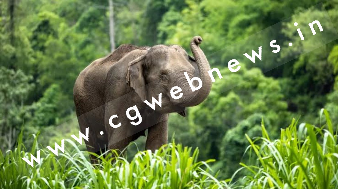 छत्तीसगढ़ - हाथी ने किया रिहायशी इलाके का रुख , वन विभाग ने इन 08 गाँव मे किया अलर्ट जारी