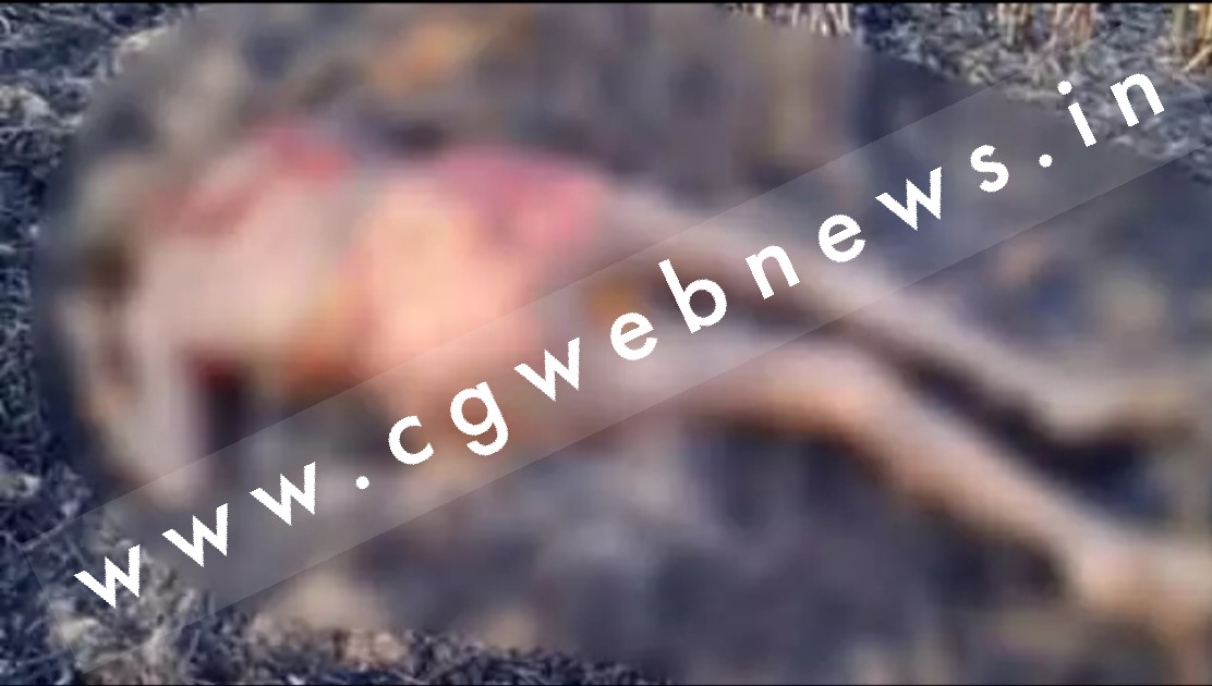 छत्तीसगढ़ - खेत मे पराली जलाते वक्त बड़ा हादसा , पराली के साथ जल कर बुजुर्ग महिला की मौत