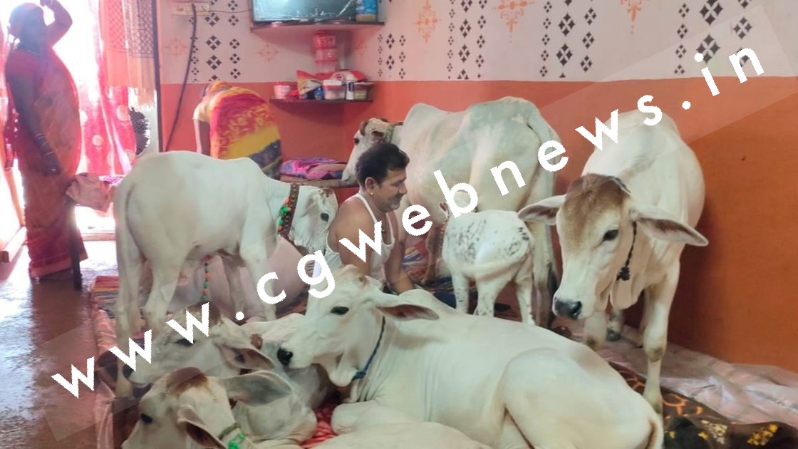 छत्तीसगढ़ - एक ऐसा परिवार जो गायों को सुलाता है बिस्तर पर , घर में गौमाताओं के लिए बनवाया पर्सनल बेडरूम