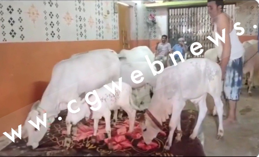 छत्तीसगढ़ - एक ऐसा परिवार जो गायों को सुलाता है बिस्तर पर , घर में गौमाताओं के लिए बनवाया पर्सनल बेडरूम