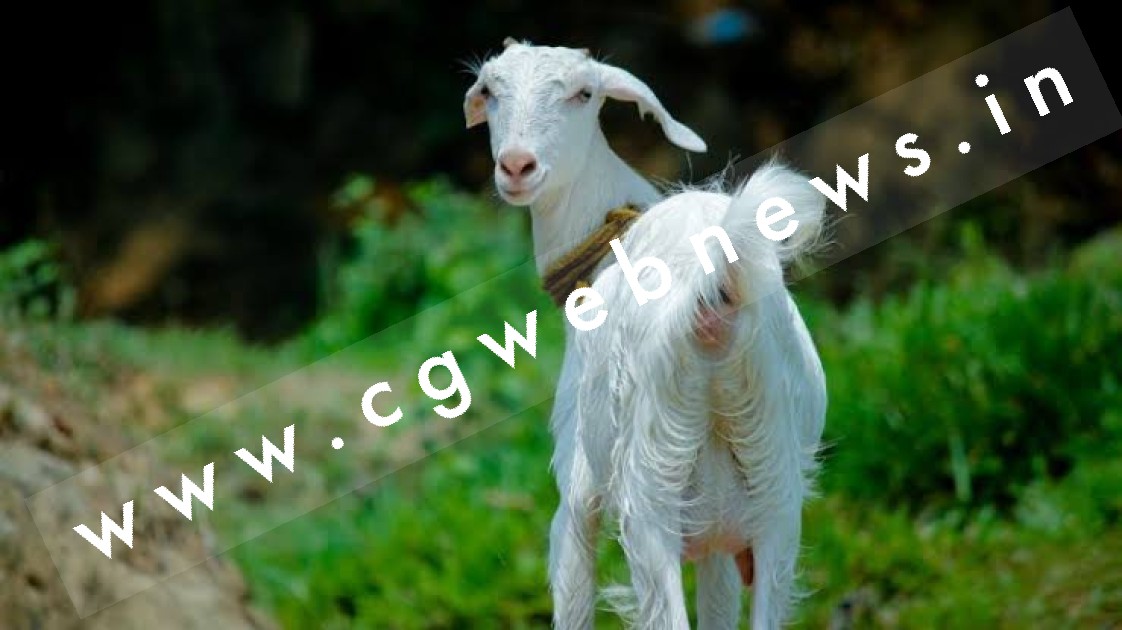 इंसान बना हैवान , दो युवकों ने बकरी के साथ किया आप्रकृतिक कृत्य , दोनो आरोपी गिरफ्तार