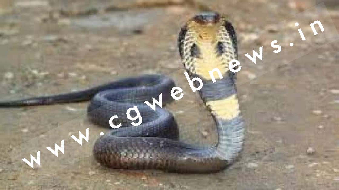 सांप के डसने से चार साल की बच्ची की मौत , पिता ने सांप को बिल से बाहर निकाल कर लिया बदला