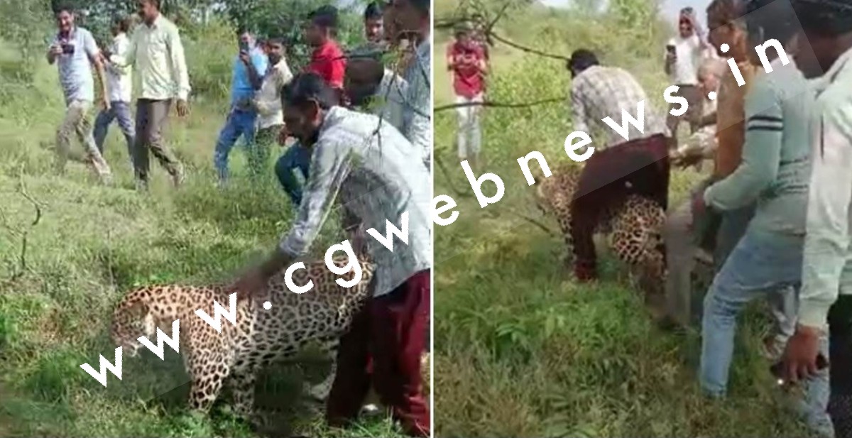 गॉंव में घुसा आदमखोर तेंदुआ , ग्रामीणों ने तेंदुए की पीठ पर की सवारी , वन विभाग ने कही यह बात