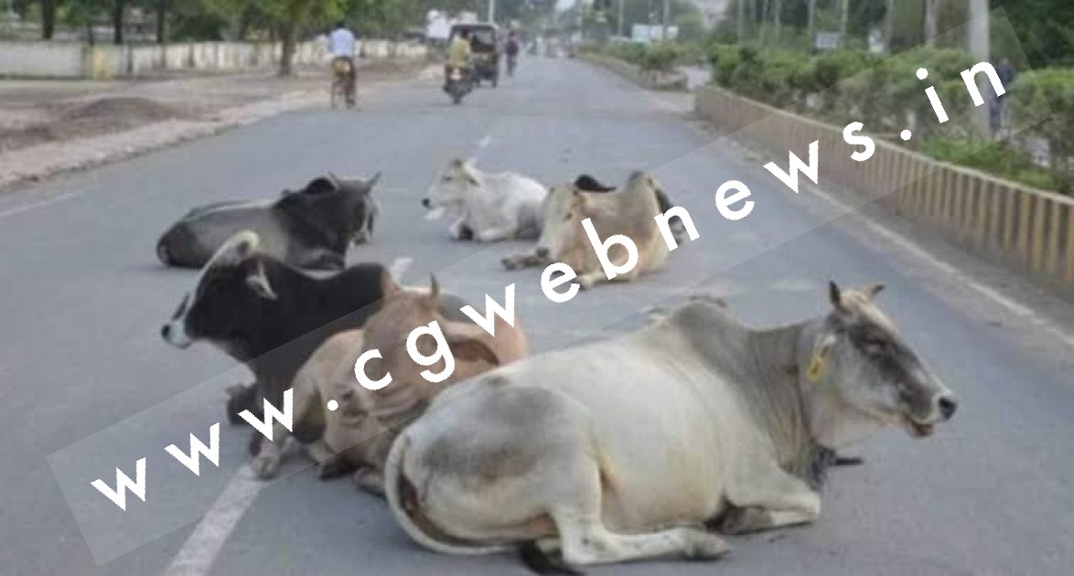 गौवंश का सवाल - मेरा चारा लालू खा गया , गोठान की भूमि जनप्रतिनिधि खा गए अब ' जाऊ तो जाऊ कँहा '